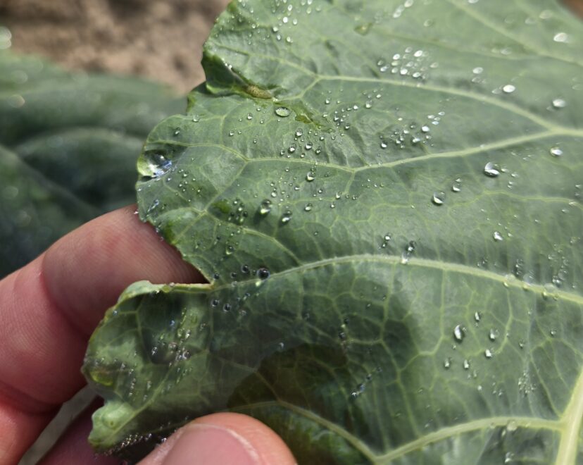Split collard leaf due to weather conditions. <br/>Rob Last, ©2024, Clemson Extension