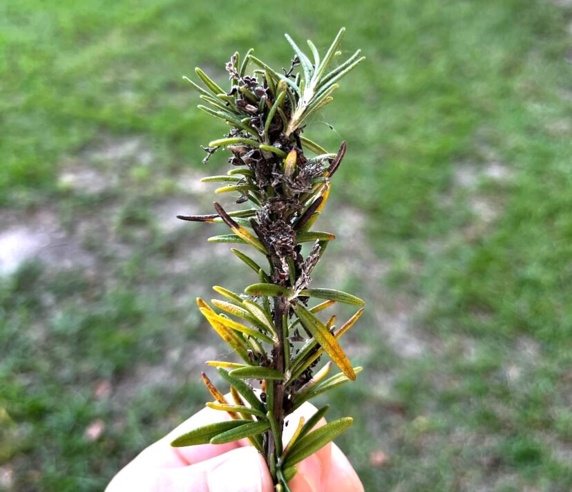 The webbing on this rosemary plant is from the Southern purple mint moth caterpillar (<em>Pyrausta laticlavia<em/>). <br/>Tom Bilbo, ©2024, Clemson Extension