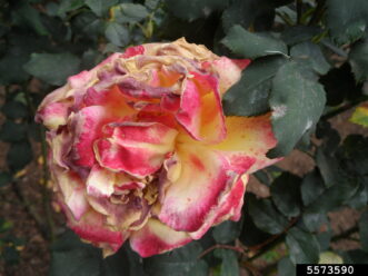 Botrytis blight (caused by Botrytis cinerea) on a rose flower. The fungus will produce gray-brown fungal growth with spores on the petals.