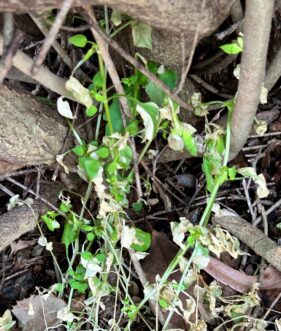 Common chickweed.