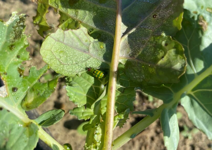 Banded cucumber beetles on a young broccoli plant.