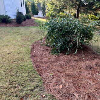 Weed-free pine straw
