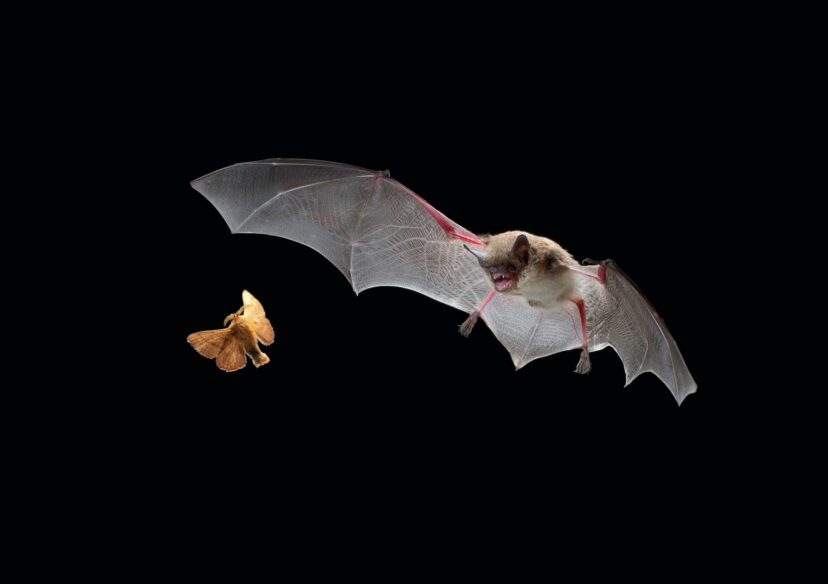 A little brown myotis is in flight and pursuing a forest moth.