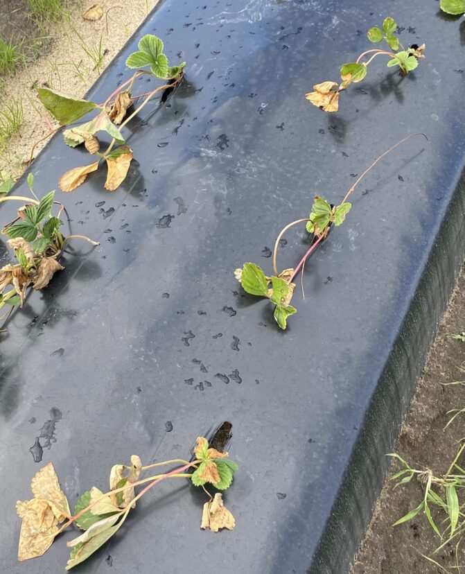 Strawberry plants with possible leaf burn from a pre-plant dip that was mixed incorrectly.