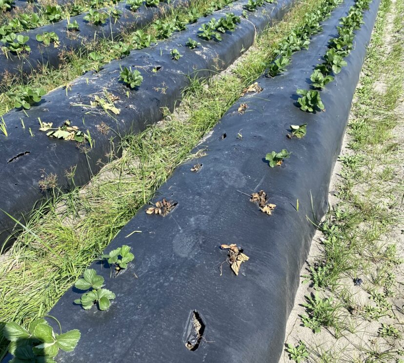 A section of stunted and collapsed strawberry plants.