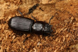 Adult bess beetle.