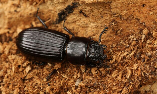 Bess Beetles
