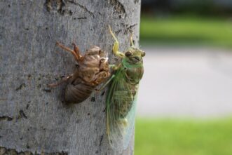 “Adult cicada emerging from its brown exoskeleton attached to a tree trunk.”