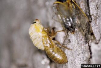 “Adult cicada emerging from its exoskeleton on a tree, with folded wings visible.”