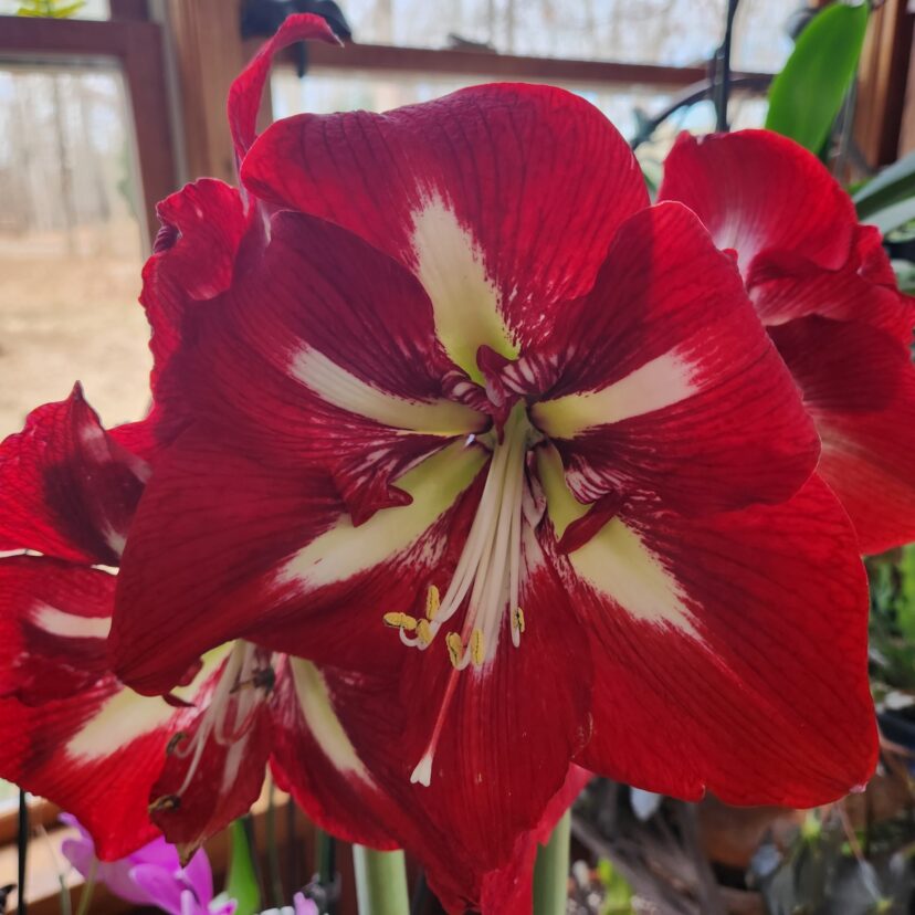 Amaryllis ‘Minerva’ can be planted in early November for blooms in December.