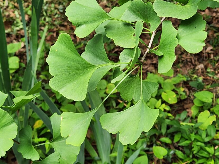 Another common name for a ginkgo is maidenhair tree, as the fan-shaped leaves resemble the foliage of a maidenhair fern.