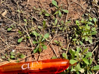 Apply nonselective postemergence herbicide sprays to small weeds like these young carpetweed seedlings.