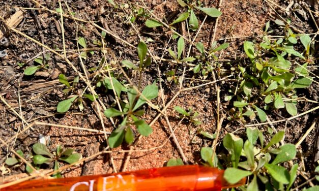 Controlling Weeds in Landscaped Beds Without Glyphosate (Widely Used Nonselective Herbicide)