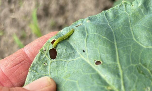 SC Fruit and Vegetable Field Report – 10/14/24