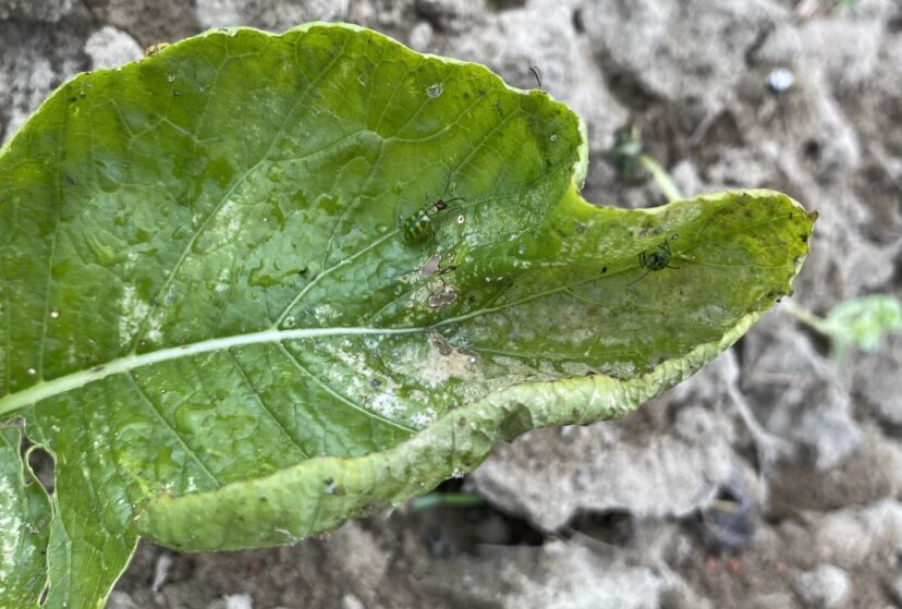 Banded cucumber beetles feeding on young turnip leaf.