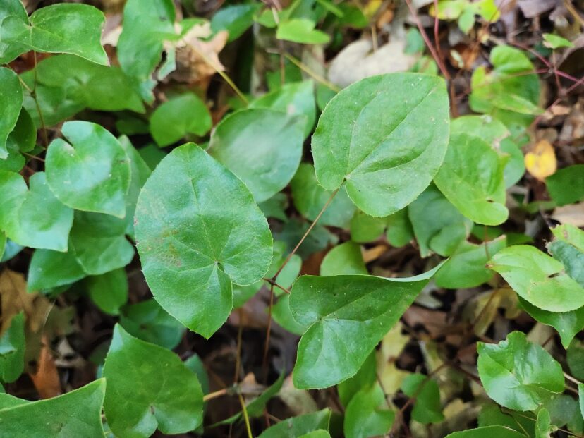 Bishop hat has compound leaves with 3 or more leaflets and may have spiny margins.