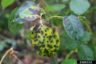 Black spot (caused by Diplocarpon rosae) of rose.