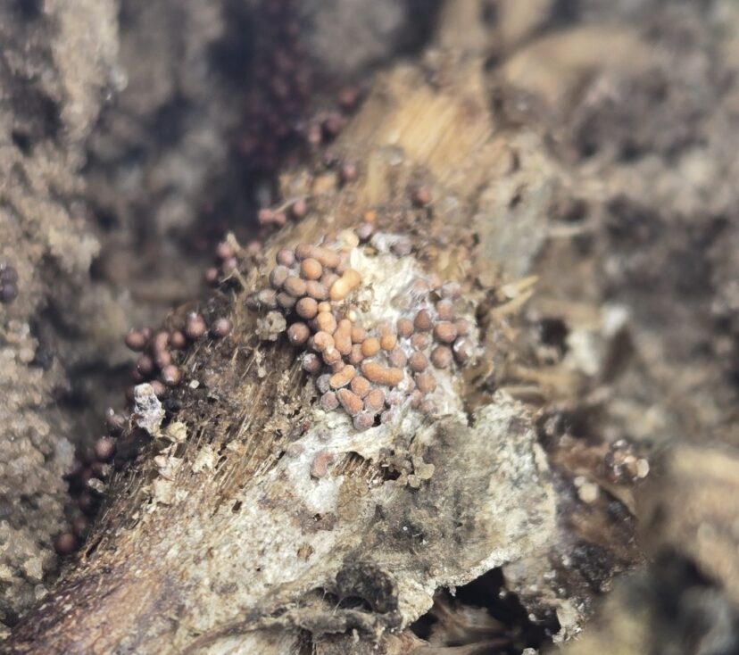 Brown pellets are sclerotia from the soil-borne fungus Athelia rolsii, commonly called Southern blight.
