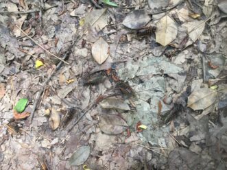 “Cicada carcasses scattered on the ground, enriching the soil with organic nutrients.”