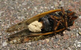 “Cicada with visible white Massospora fungal growth replacing its abdomen.”