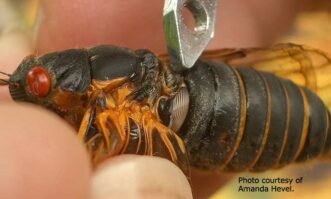 “Close-up of a cicada’s tymbal membrane, the organ that vibrates to produce its loud mating call.”