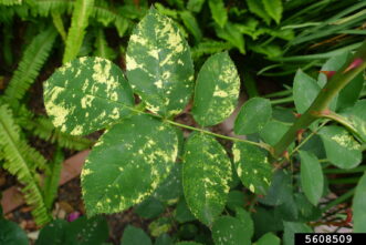 Common symptoms of a mosaic virus in rose foliage.