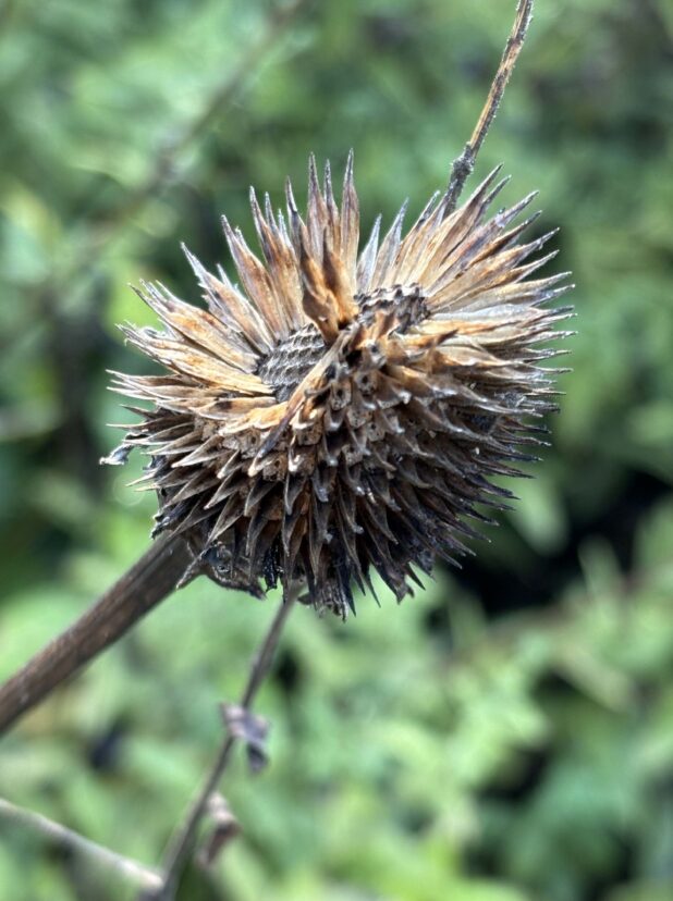 A Purple Coneflower seedhead that has been left for the wildlife. <br/> Abigail Taylor, ©2024, Clemson University