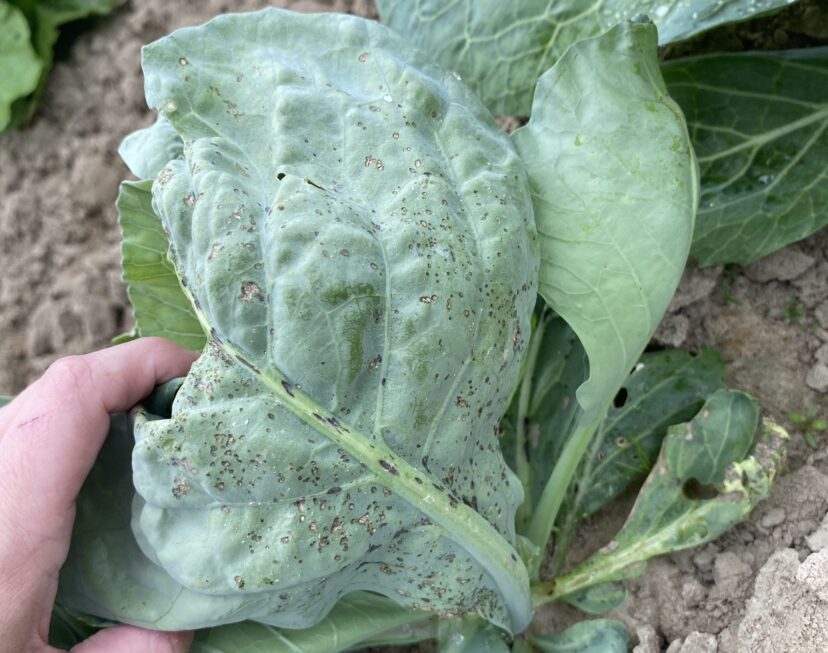 Confusing bacterial leaf spot with other leaf spot diseases can be easy. The lesions from Bacterial leaf spot do not have a yellow border around the lesions like other leaf spot diseases do. Brittney King, ©2024, Clemson Extension
