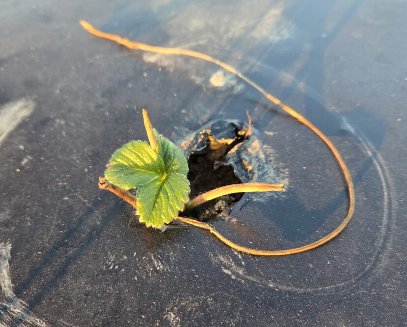 Cutoff strawberry transplant pushing out a new leaf.