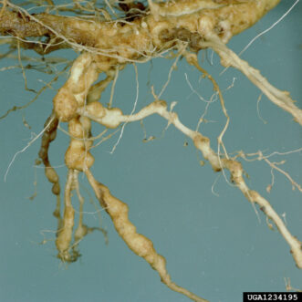 Daylily roots showing multiple enlarged galls caused by root-knot nematodes.