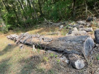 Decaying hardwood log – a likely habitat for bess beetles.