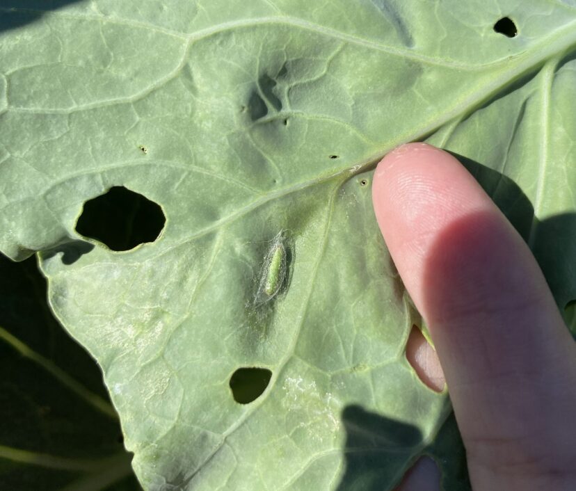 Diamondback moth caterpillar pupating on the underside of a collard leaf. The bigger holes in the leaf were most likely caused by the caterpillar when the leaf was smaller. As the leaf continues to grow, the hole will increase in size as well.