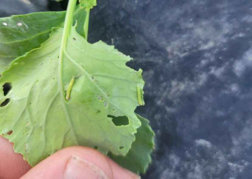 Diamondback moth caterpillars are present on brassicas.