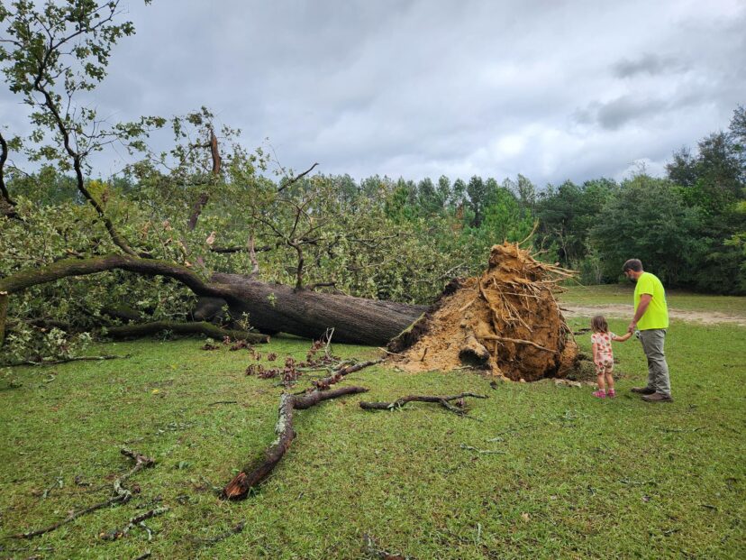 Downed trees are causing issues with accessibility and power.