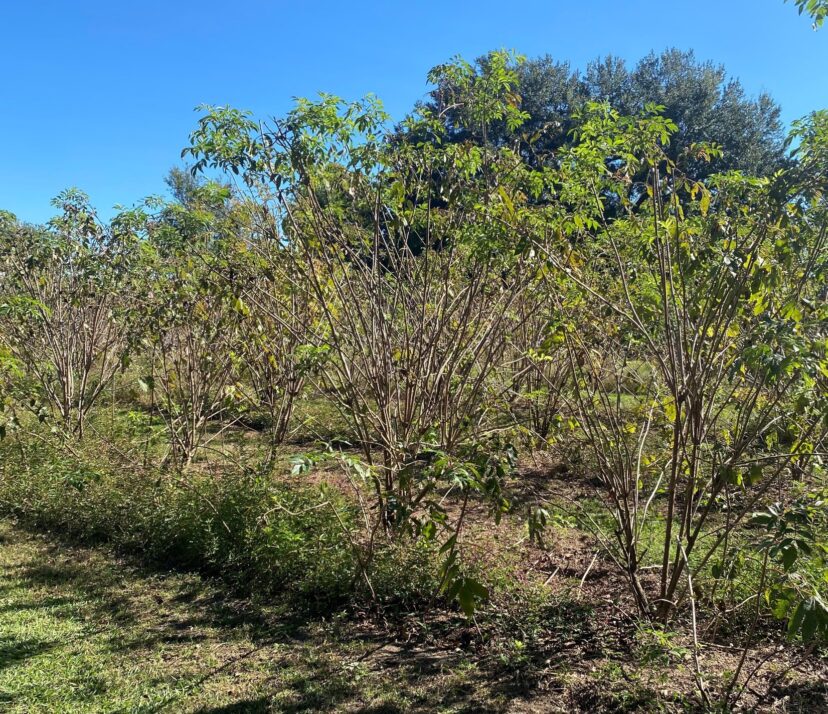 Elderberries grown for syrups, jams, and medicinal use.