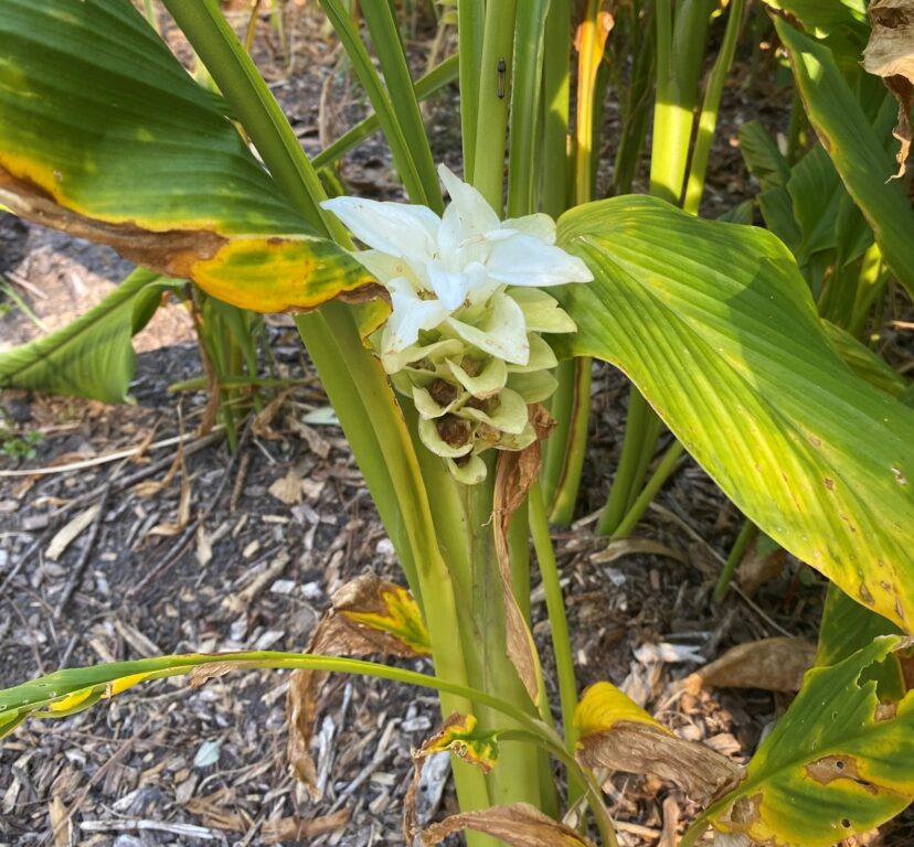 Flower of turmeric growing in the Pee Dee.