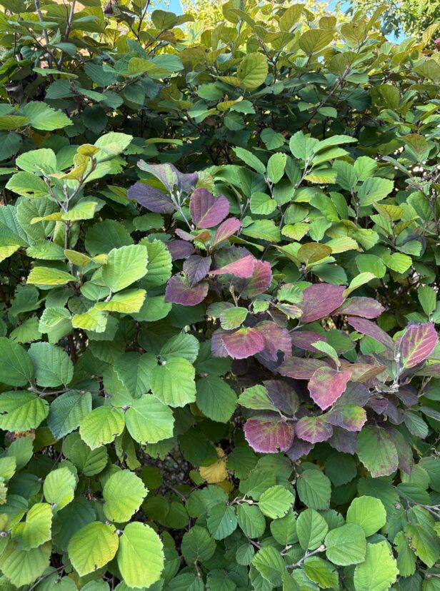 Fothergilla (Fothergilla major ‘Mount Airy’) is in the witch hazel family and has similar leaves but lacks that citrusy smell of witch hazel. <br/> Abigail Taylor, ©2024, Clemson University