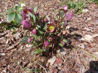 From the Frostkiss® series, ‘Dana’s Dulcet’ (Helleborus x hybridus ‘Dana’s Dulcet’ PP#27,970) has dark pink flowers tinged with pale green.