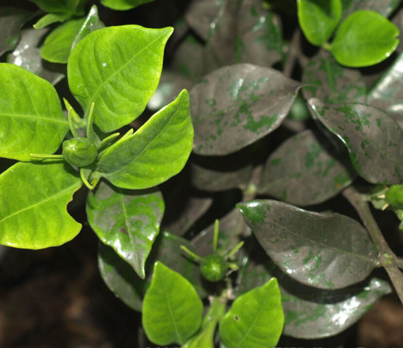 Gardenia leaves covered with a black, powdery coating of sooty mold growing on the leaf surface.