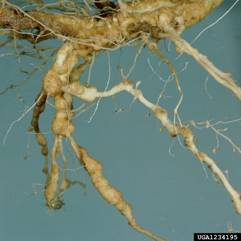 Gardenia roots with numerous rounded galls caused by root-knot nematodes, illustrating characteristic root swelling from nematode feeding.