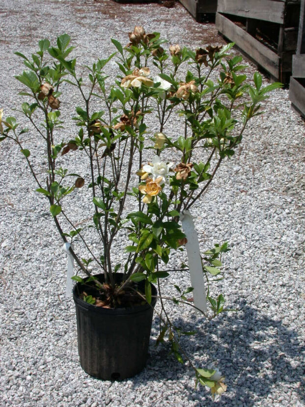 Gardenia shrub with sparse yellowing foliage and reduced vigor caused by root rot, illustrating canopy decline associated with diseased roots.