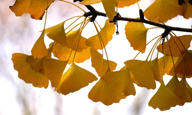 The History of the Ginkgo Tree