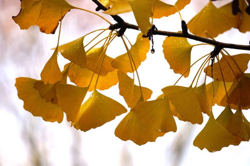 The History of the Ginkgo Tree