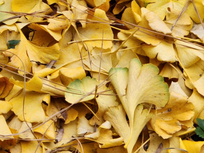 Ginkgo trees lose their leaves almost all at once, creating a yellow petticoat of foliage around the tree’s base.