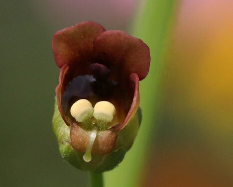 This Month in Your Garden- November 2024 November 4, 2024