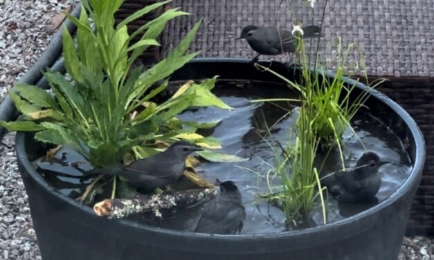 Backyard Wildlife Ponds