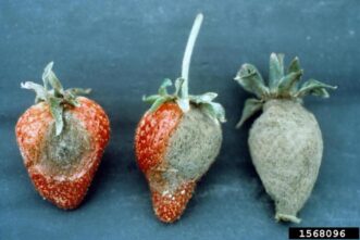 Gray fuzzy mold growth caused by Botrytis cinerea covering harvested strawberries.