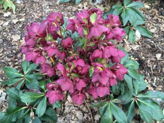 HGC® Ice N' Roses® Red (Helleborus x glandorfensis ‘COSEH 4800’ US PP #31,182) has abundant deep red flowers in late winter.
