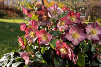 HGC® Ice N' Roses® Rose (Helleborus x glandorfensis ‘COSEH 4200’ US PP #28,297) blooms from early winter to spring alongside crocus, early daffodils, and grape hyacinth.