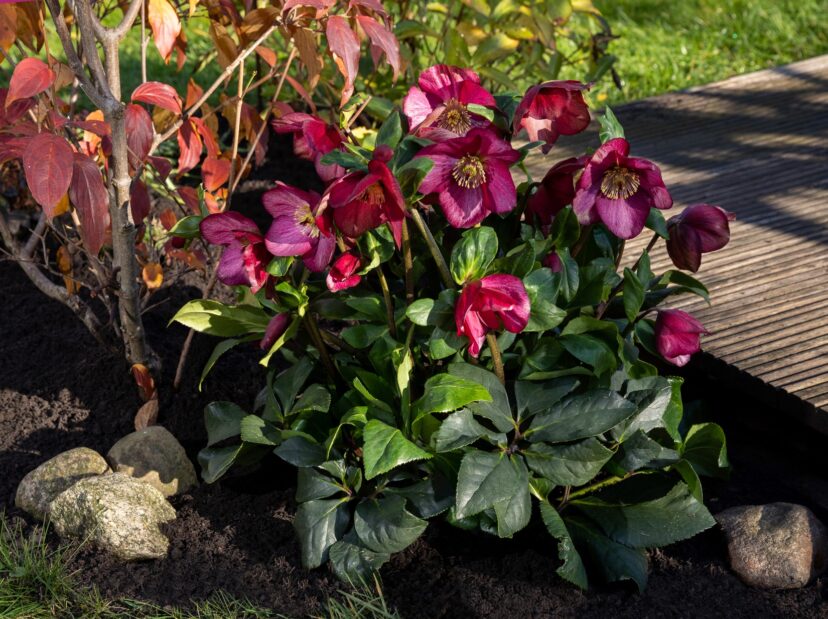 HGC® Winter Ballet Leona (Helleborus x lemperii ‘COSEH 7300’ US PP#33,012) begins blooming in December.
